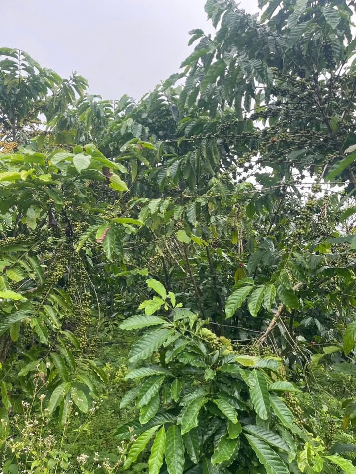 Đất nền Thôn 10, xã Phúc Thọ, 20.000m² giá chỉ 4.8 tỷ - Cơ hội đầu tư tiềm năng!