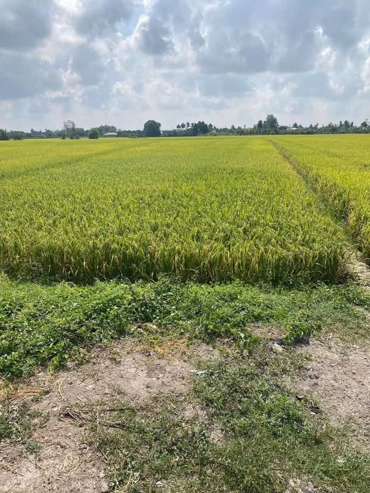 Đất nông nghiệp Vĩnh Chánh, Thoại Sơn 3100m² giá 553 triệu - Cơ hội đầu tư hấp dẫn!