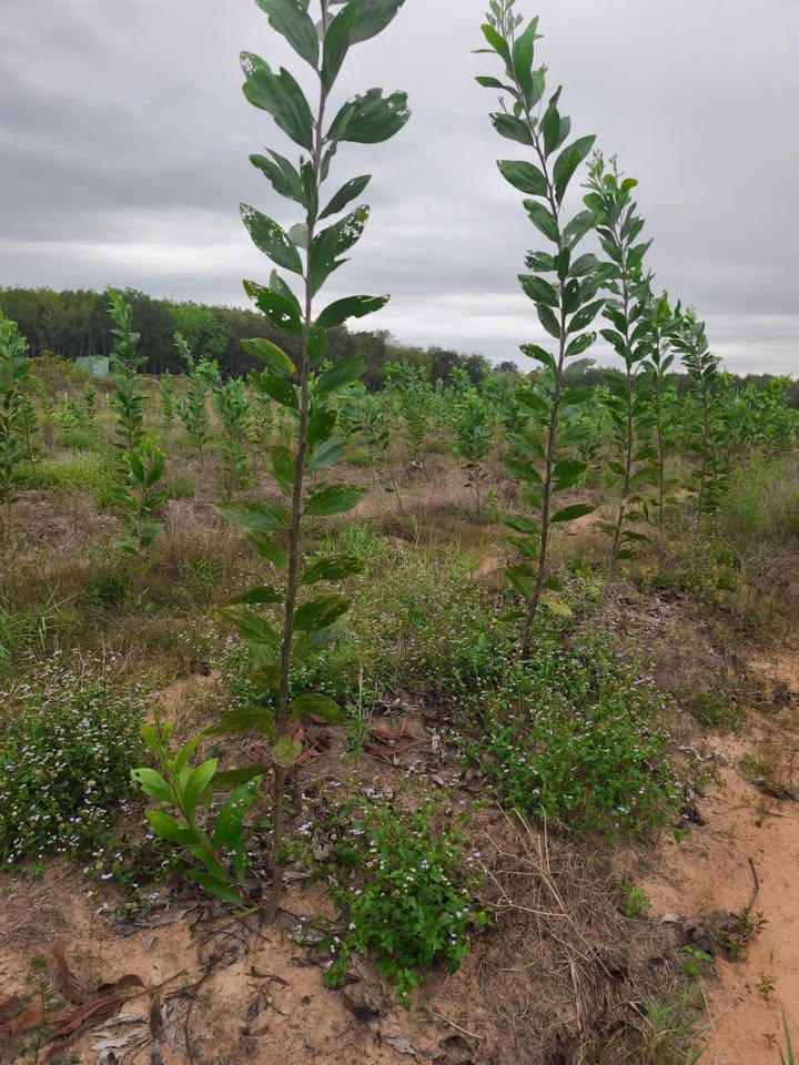 Đất nền Lộc Hưng Bù Đốp 10,000m² giá 1.1 tỷ - Cơ hội đầu tư tuyệt vời!