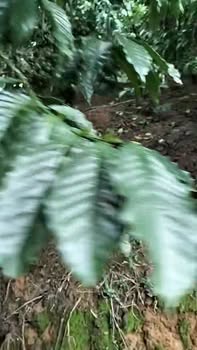 Đất nền Tân Lâm Di Linh 1,4ha giá 17,244 tỷ - Cơ hội đầu tư sinh lời!