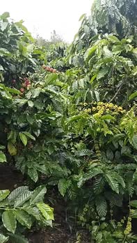 Đất nền thổ cư 3240m² tại thôn 10, xã Tân Lâm, Di Linh - Sổ đỏ chính chủ chỉ 2.7 tỷ