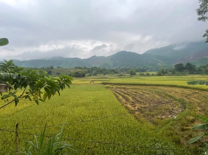 Đất nền Võ Miếu, Thanh Sơn, Phú Thọ 700m² giá 400 triệu - Gần nhiều tiện ích!