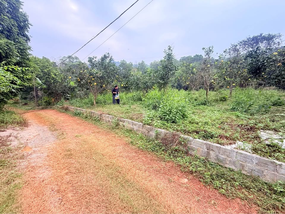 Đất vườn Phú Cát Quốc Oai 2400m² giá 12 tỷ - Đầu tư sinh lời hấp dẫn!