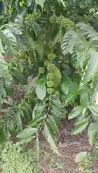 Farm tại Làng Blên, Gia Lai 2,2ha giá 3,2 tỷ - Cơ hội đầu tư sinh lời!