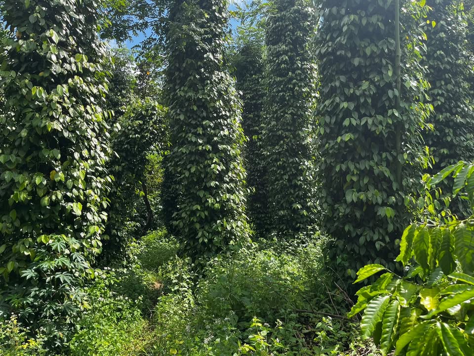 Farm 1,6ha Cư Ni, Ea Kar, Đắk Lắk giá 828 triệu - Đầu tư sinh lời ngay!