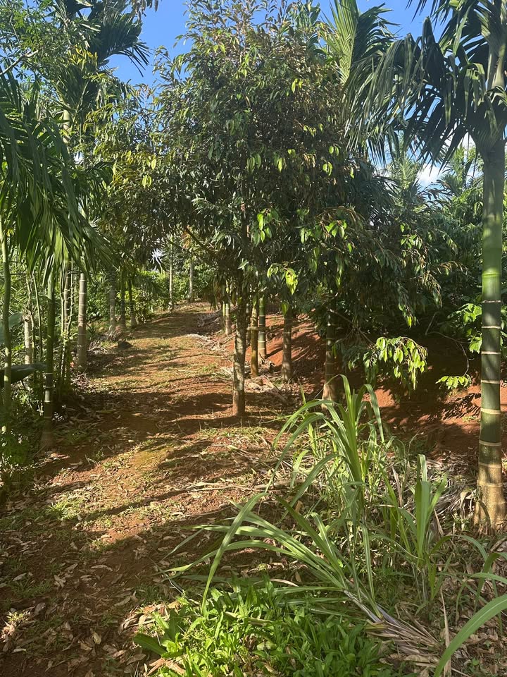 Đất Tân Lập Buôn Ma Thuột 10.800m² giá 1.62 tỷ - Cơ hội vàng đầu tư!