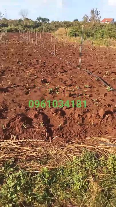 Đất nền Ia Le, Chư Pưh, Gia Lai 25.200m² - Đường liên xã 150m, giá chỉ 1.155 tỷ!