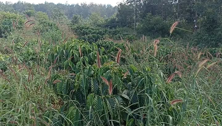 Farm 1ha tại xã Ia Phí, Chư Păh, Gia Lai - Giá 1.2 tỷ, thương lượng nhẹ!