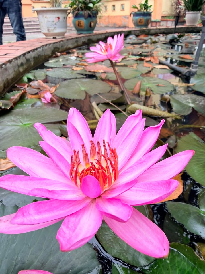 Đất nền Vũ Lâm, Ba Vì 50m² giá 3.999 tỷ - Đầu tư tiềm năng ngay hôm nay!