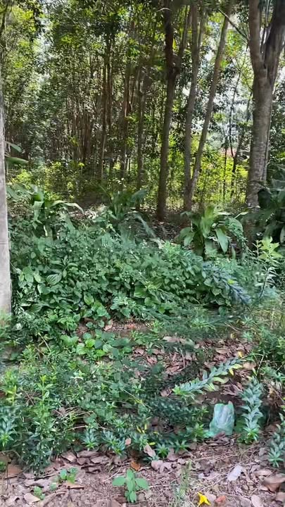 Đất nền 300m² tại An Linh, Phú Giáo chỉ 350 triệu - Đầu tư sinh lời ngay!