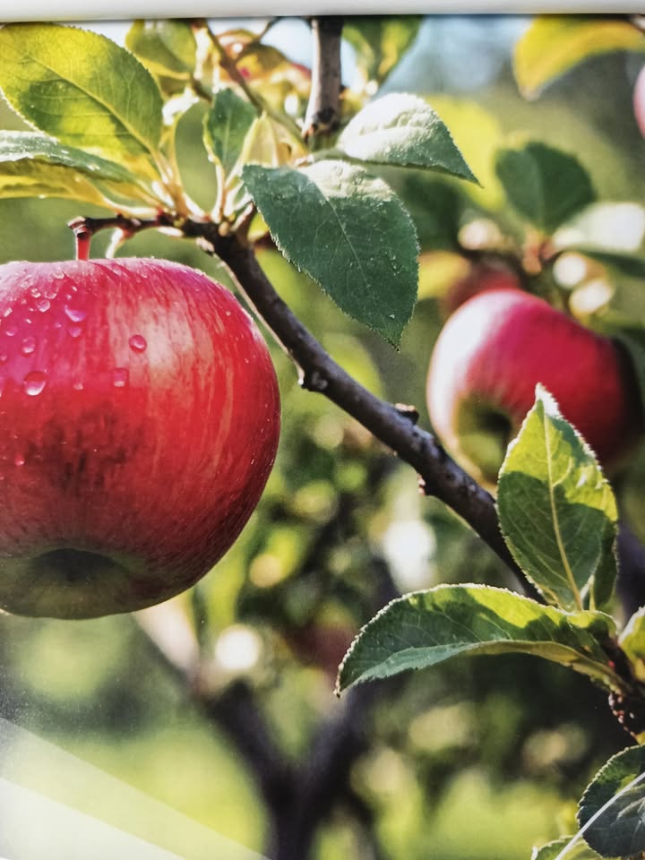 Nhà phố Chợ Con, Hải Phòng 31m² giá 2.68 tỷ - Thiết kế đẹp, chính chủ!