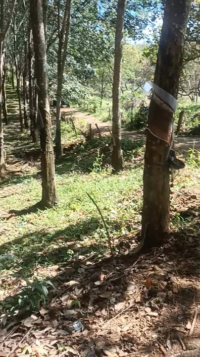 Farm 2ha tại Thọ Sơn, Bù Đăng - Giá chỉ 2.2 tỷ, đầu tư sinh lời!