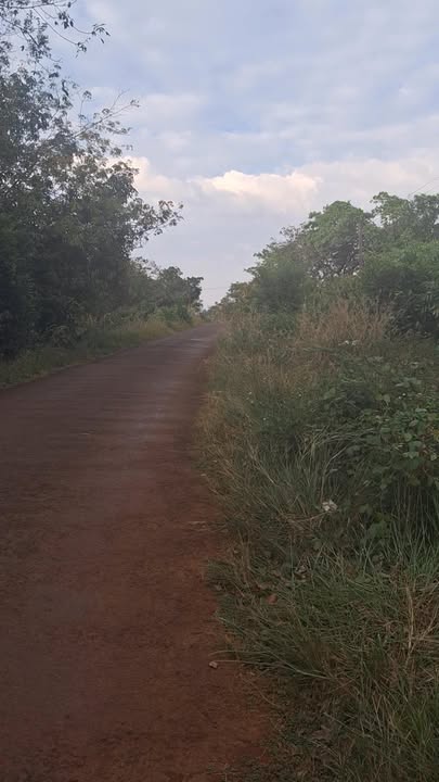 Đất nền Nghĩa Bình Bù Đăng 15800m² - Giá thỏa thuận, mặt tiền đường nhựa rộng rãi!