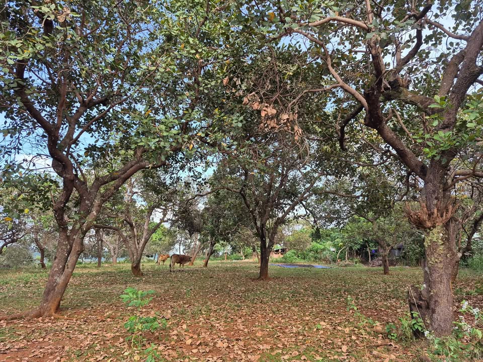 Đất nông nghiệp Đồng Nai 15000m² giá 24 triệu - Đường ô tô vào tận nơi!