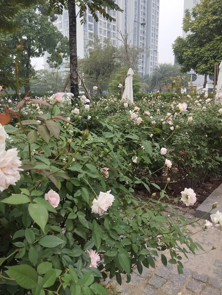 Căn hộ Tập Thể Bưu Điện Ngõ 5 Láng Hạ 50m² giá 5 tỷ - Tiềm năng sinh lời cao!