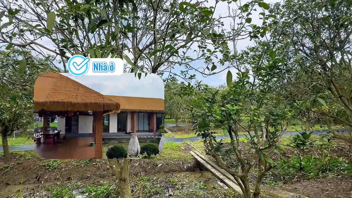 Bán vườn trái cây đường 30/4 Châu Đốc 3584m² giá chỉ 3.4 tỷ - Sở hữu ngay!