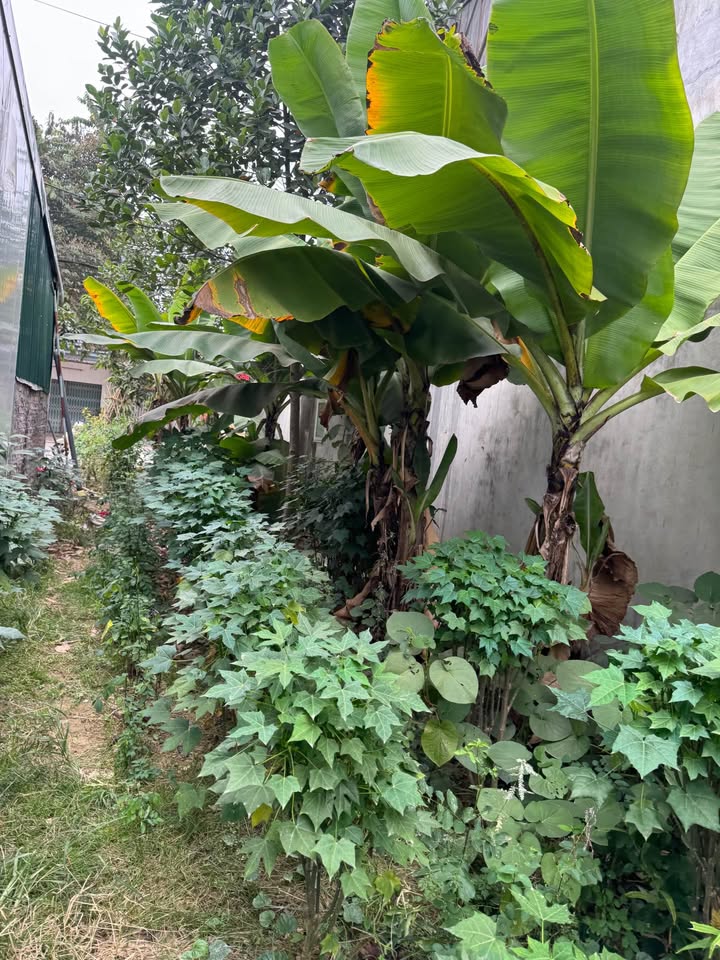 Đất thổ cư Kim Phú Tuyên Quang 300m² - Giá thỏa thuận, ô tô đỗ cửa!