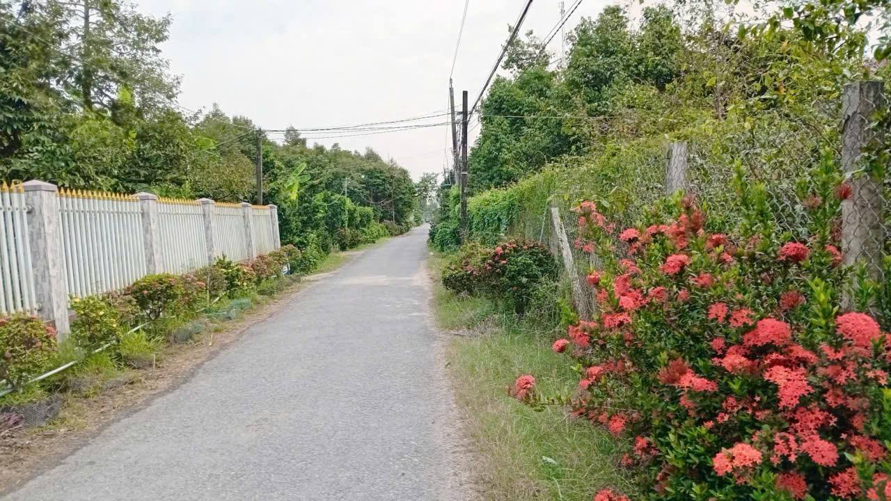 Đất vườn Sầu Riêng 3500m² tại Ngũ Hiệp, Cai Lậy - Đường ô tô vào tận nơi!