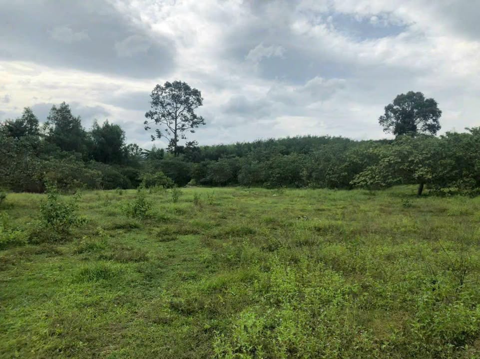 Đất Mặt Tiền ĐT22, Hàm Thuận Bắc 4.3ha giá 9 tỷ - Tiềm năng đầu tư lớn!