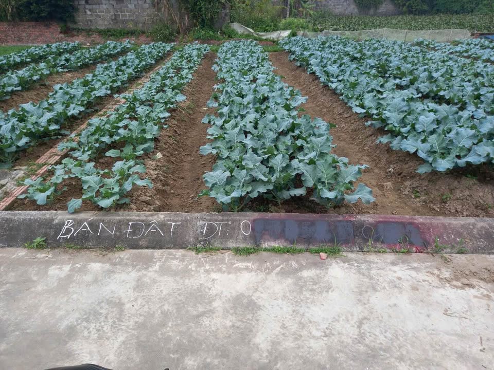 Đất nền Mỹ Đức, An Lão, Hải Phòng 61,3m² giá 600 triệu - Bán gấp, chính chủ!