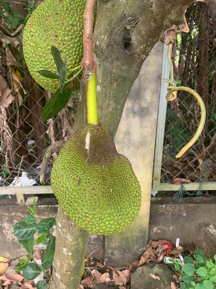 Đất thổ cư 150m² Vĩnh Tân, Vĩnh Cửu chỉ 1.05 tỷ - Sổ hồng riêng, xây dựng tự do!