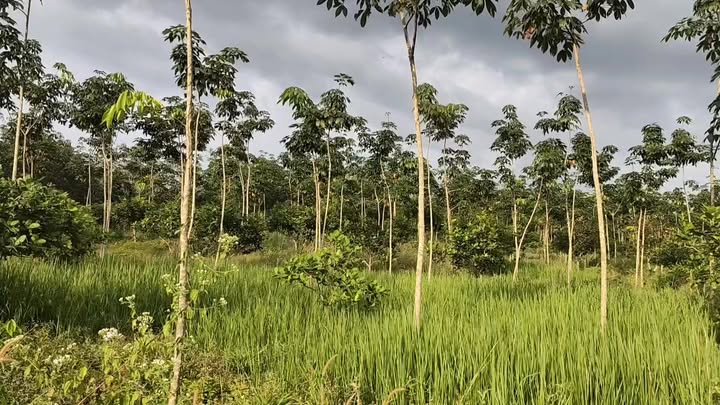 Đất nền Bù Đăng 20000m² giá 2.4 tỷ - Pháp lý rõ ràng, đầu tư sinh lời!