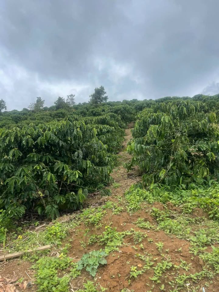 Đất nền Đạ Đờn 1.1ha giá 4.3 tỷ - Khu vực tiềm năng, pháp lý rõ ràng!