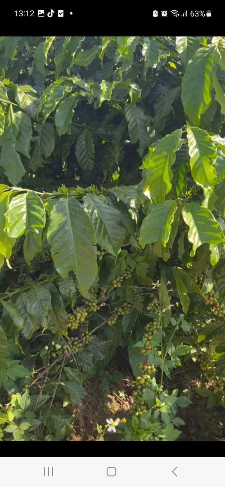 Đất nông nghiệp Lâm Hà 2ha giá 1.65 tỷ - Cơ hội đầu tư hấp dẫn!