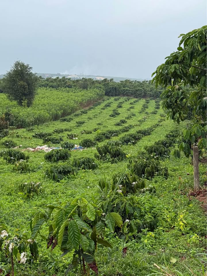 Đất nền 2,1 sào hẻm 89 Phùng Hưng Bảo Lộc 7560m² giá 1,62 tỷ - Tiềm năng sinh lời cao!