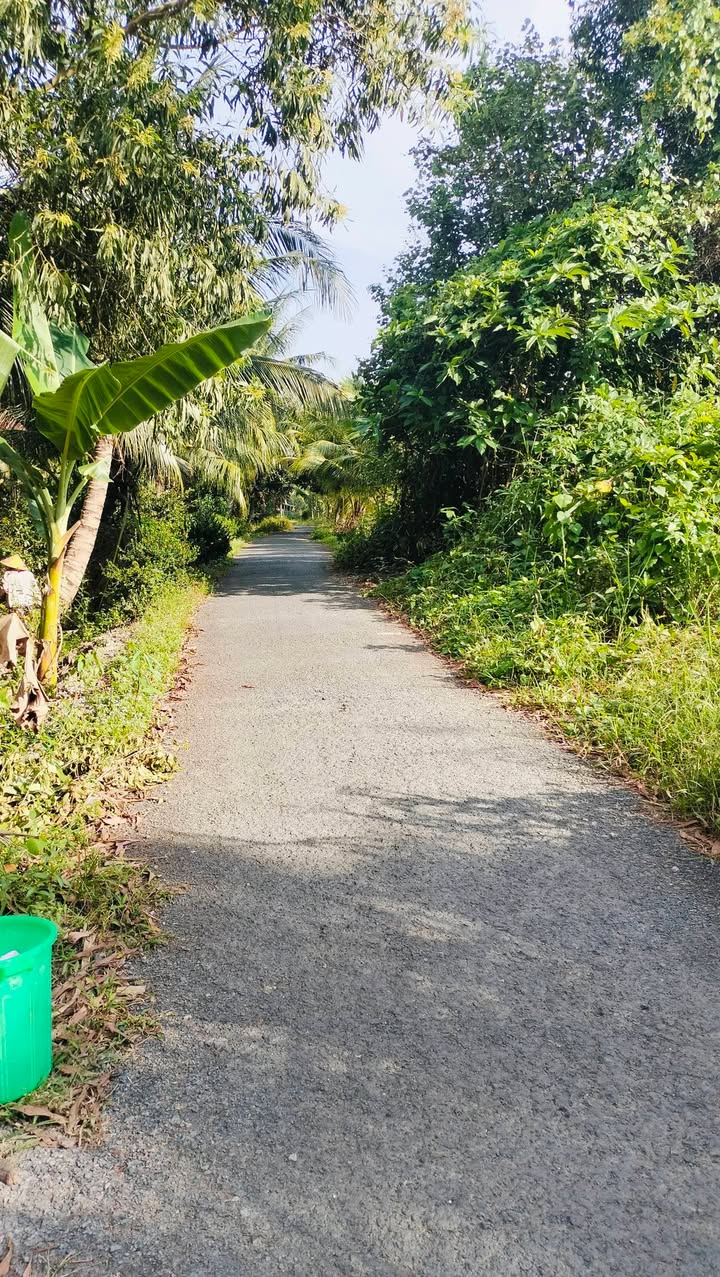 Nhà cho thuê tại ấp Mang Cá, xã Đại Thành, Hậu Giang - Sân rộng thích hợp trồng rau, nuôi gà chỉ 1.5 triệu!