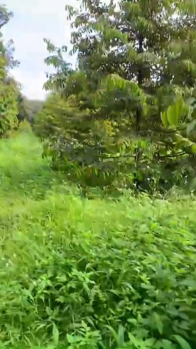 Đất vườn 3.7Ha tại Túc Trưng, Định Quán - Giá chỉ 9.62 tỷ VND, sẵn sàng đầu tư!