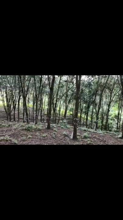 Farm 1.8ha cao su tại Phú Sơn, Bù Đăng giá 1.6 tỷ - Mủ nhiều, đang cạo kéo!
