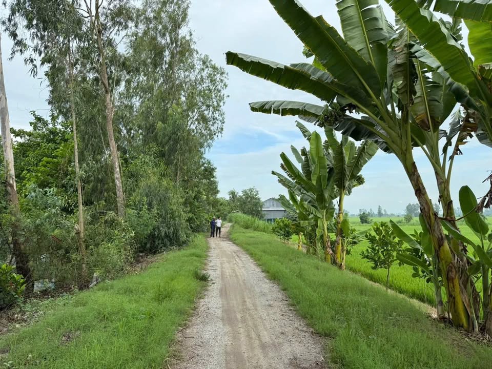 Đất Farm 4500m² xã An Châu, Châu Thành - Mặt tiền 70m, Giá chỉ 250 triệu VND!