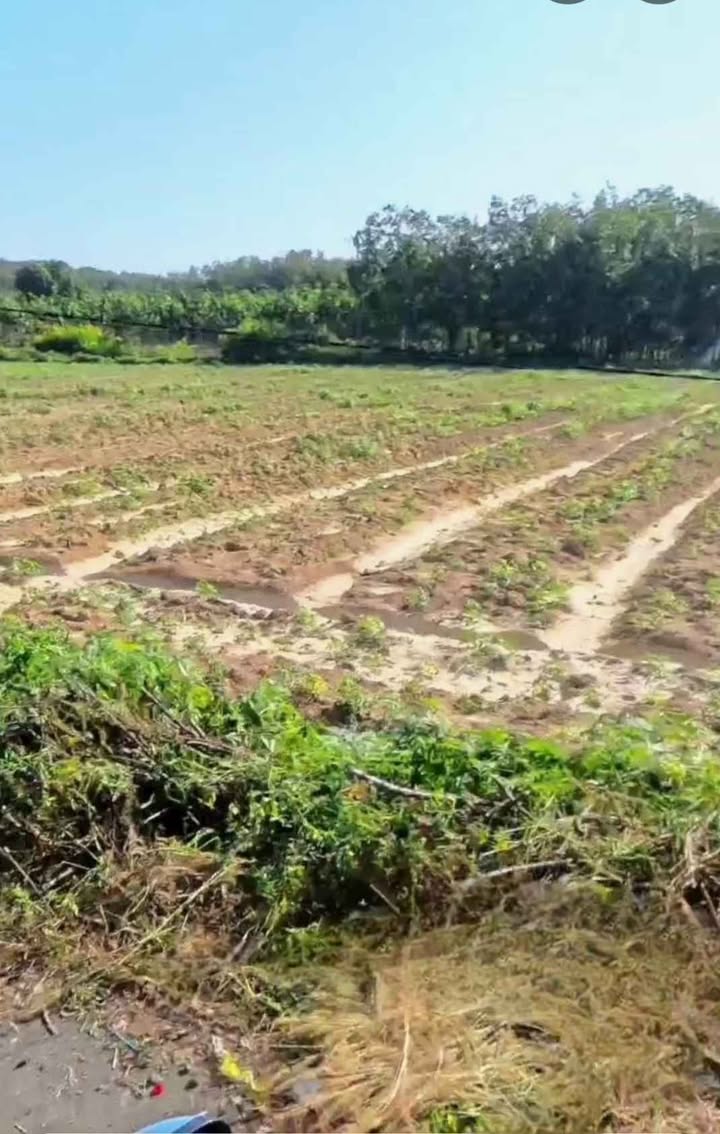 Đất nền Tân Phước Đồng Phú 2200m² giá 1 tỷ - Đầu tư sinh lời cao!