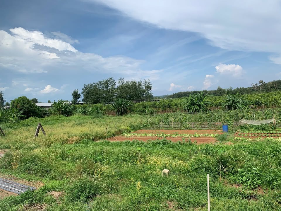 Đất nền Phú Cường, Định Quán, Đồng Nai 2000m² giá 1.38 tỷ - Sổ hồng chính chủ, đầu tư sinh lời!