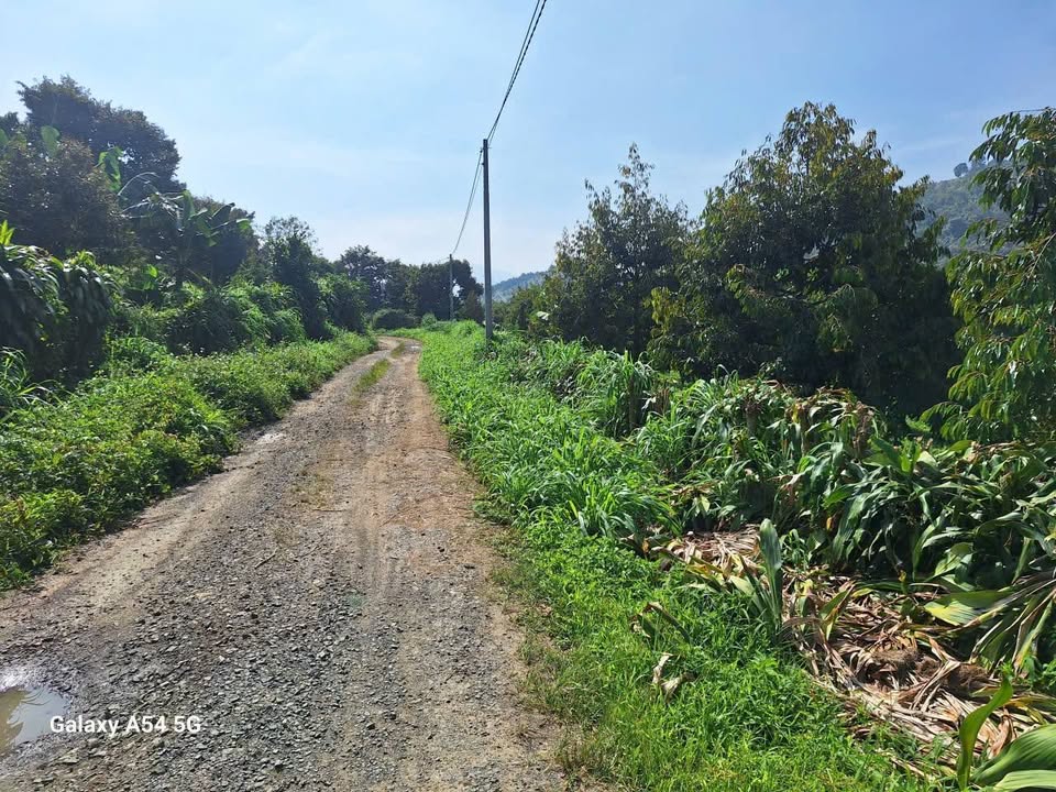 Đất nền Hòa Nam, Di Linh 10.000m² giá 4.5 tỷ - Đầu tư sinh lời cao!