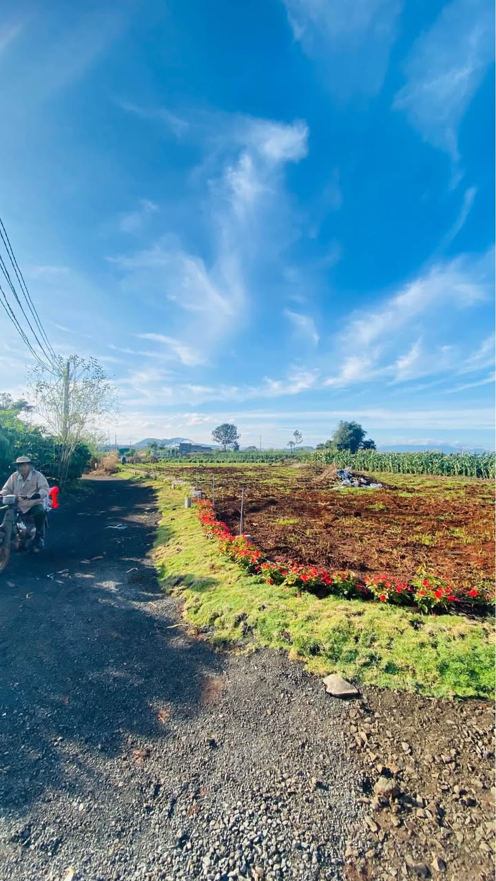 Đất thổ cư Tân Hội, Đức Trọng 126m² - View đồi thoáng mát, sẵn sổ đỏ!