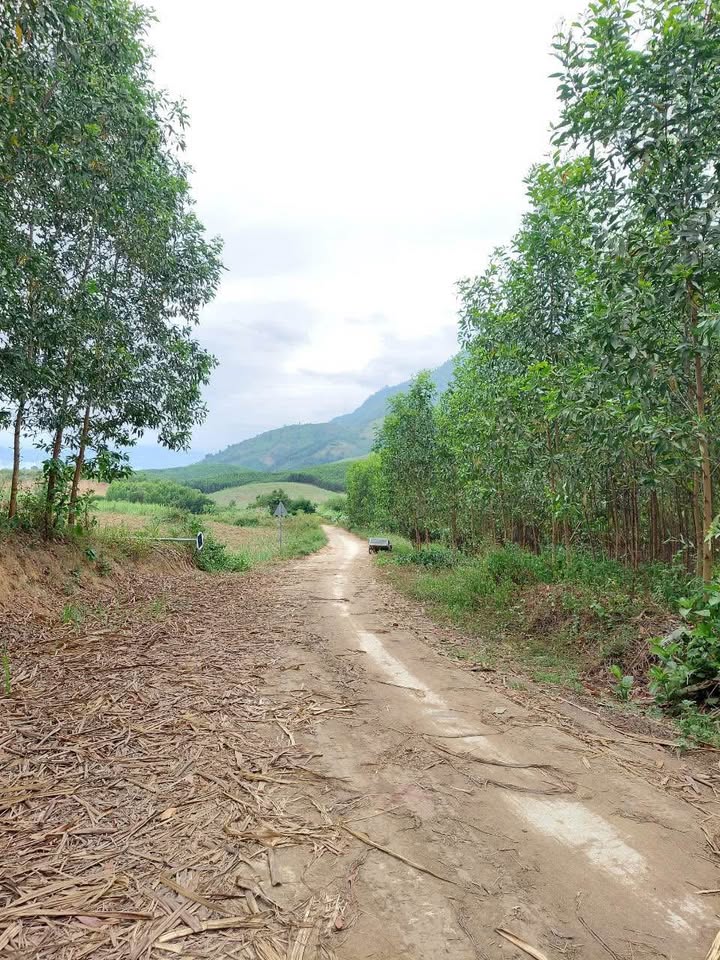 Đất nền Khánh Vĩnh 2049.7m² giá thương lượng - Cơ hội đầu tư sinh lời cao!