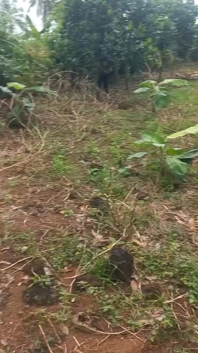 Đất nông nghiệp Phú Thịnh, Tân Phú, Đồng Nai 1680m² giá 1.5 tỷ - Đầu tư sinh lời ổn định!