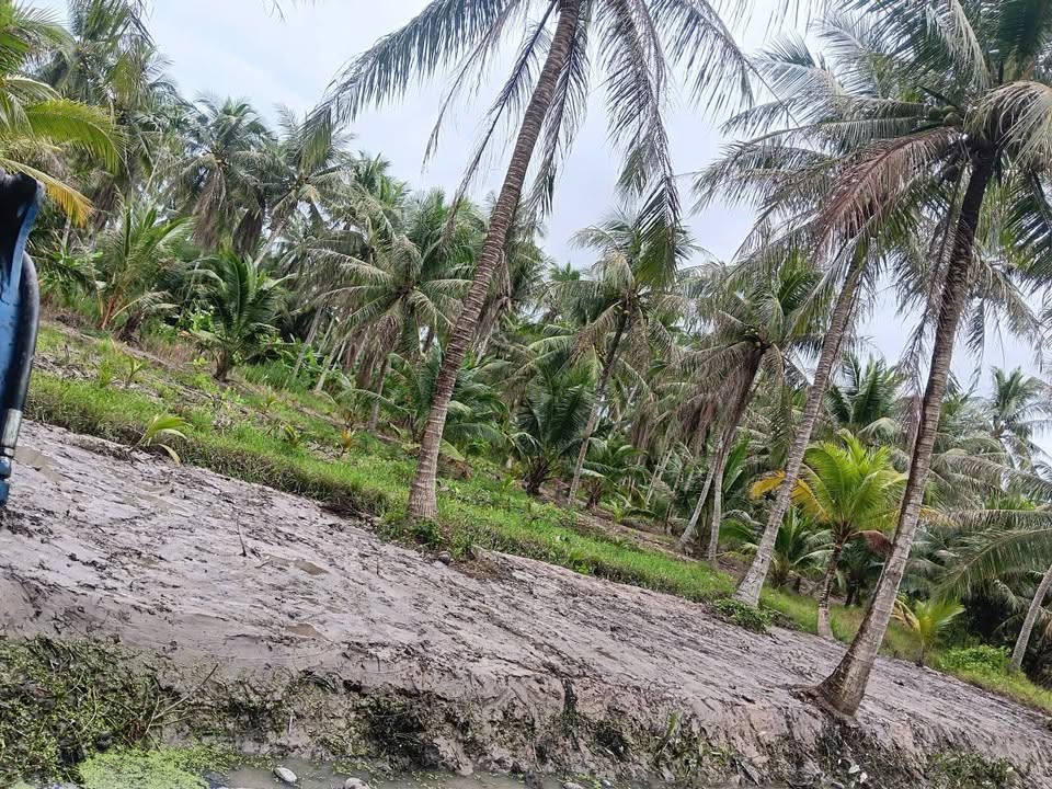 Đất Phong Mỹ Giồng Trôm Bến Tre 986m² giá 490 triệu - Đường rộng, tiện ích đầy đủ!