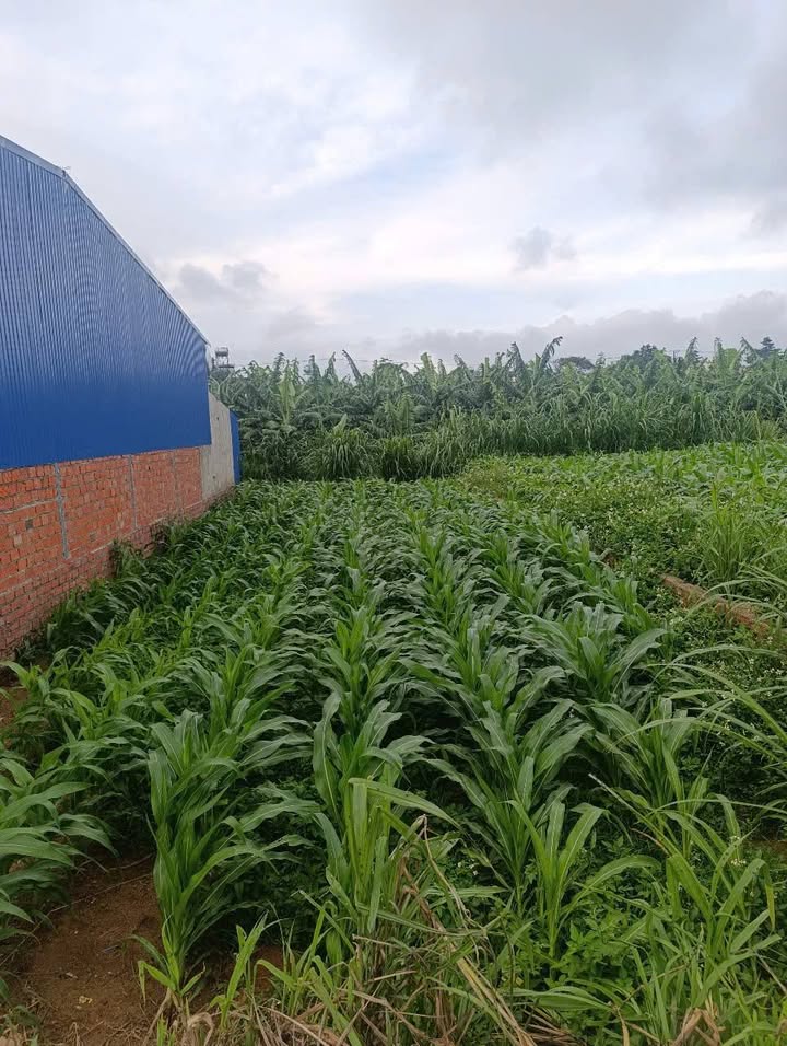 Đất nền tại Quảng Lập, Đơn Dương, Lâm Đồng 114m² giá 495 triệu - Cơ hội đầu tư tuyệt vời!