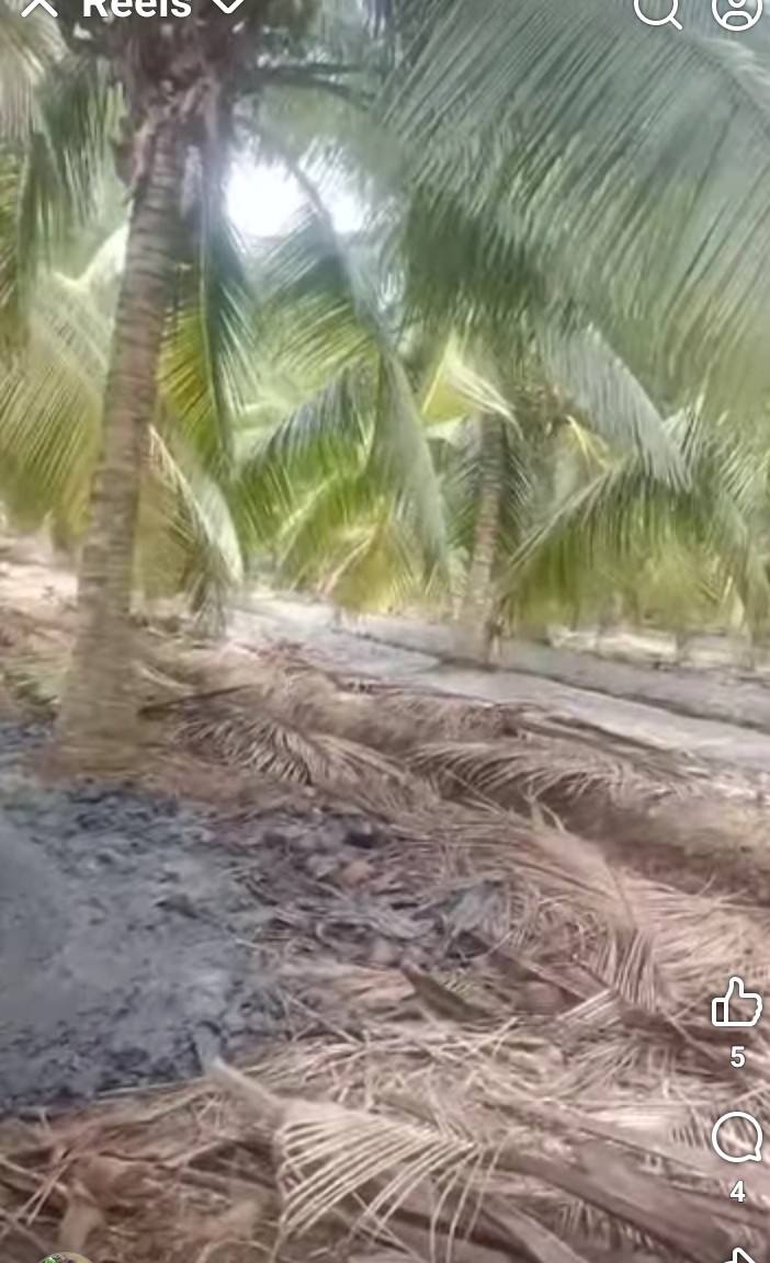 Đất vườn dừa 8000m² tại xã Thuận Điền, Giồng Trôm - Giá chỉ 380 triệu/công!