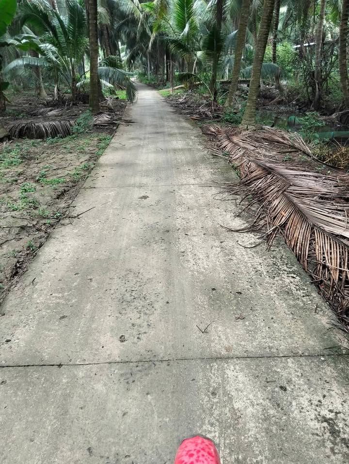 Đất vườn dừa 20.000m² xã Hưng Nhượng - Giá chỉ 1.92 tỷ, đầu tư hấp dẫn!