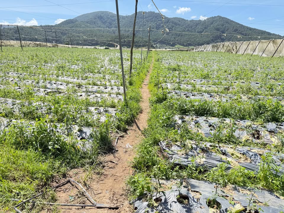 Đất nền Ka Đơn, Đơn Dương 1512m² giá 1.25 tỷ - Đường rộng 4m, bằng phẳng!