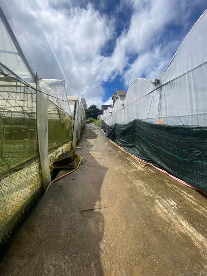 Lô đất biệt thự 500m² giá 7.5 tỷ - Cơ hội đầu tư tại P. Lâm Viên Đà Lạt!