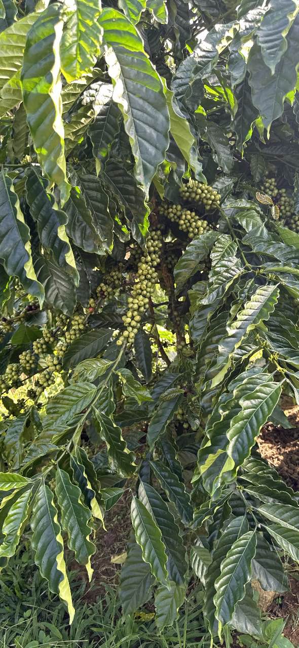 Đất nền 1ha3 Thôn 8 Tân Thanh Lâm Hà giá 3.2 tỷ - Cơ hội đầu tư hấp dẫn!