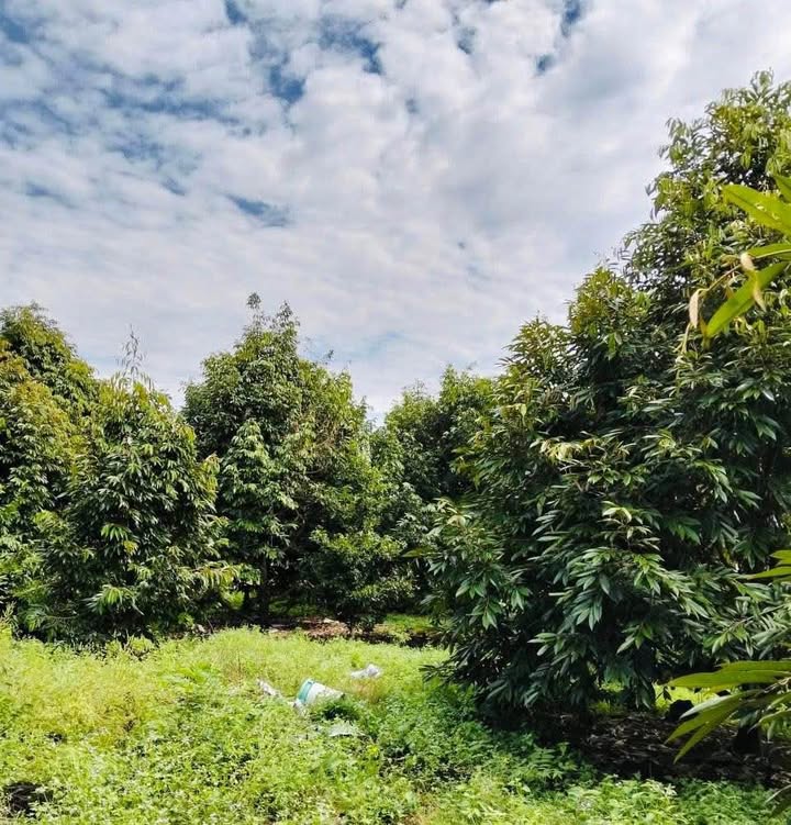 Đất vườn sầu riêng 2000m² tại Núi Tượng - Sổ hồng riêng, giá chỉ 1.2 tỷ!