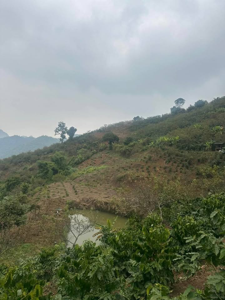 Đất Farm Chiềng Cọ Sơn La 40,000m² giá chỉ 2.1 tỷ - Sổ đỏ chính chủ!