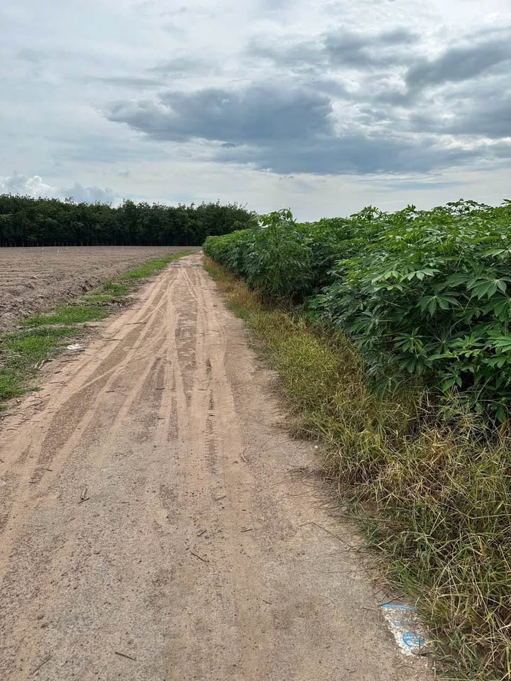 Đất nền xã Tân Hội, Tân Châu, Tây Ninh 33,000m² giá 3.4 tỷ - Cơ hội đầu tư tuyệt vời!