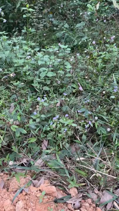 Đất nông nghiệp 12,5ha tại Nghĩa Dũng, Tân Kỳ - Giá thỏa thuận hấp dẫn!